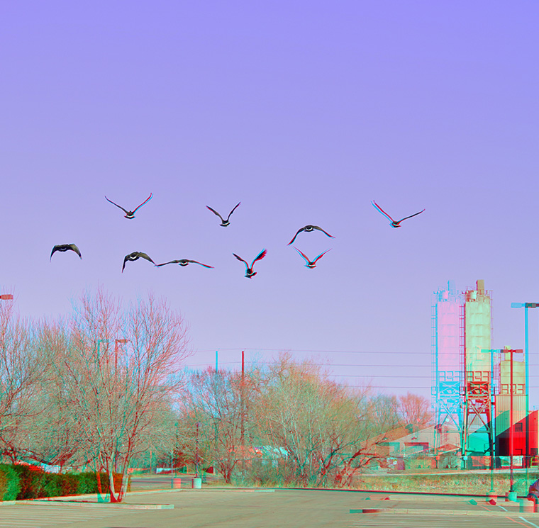 nine Canada geese take off and fly away from the camera over a parking lot. The image colour layers have been split, so red and green appear distinctly beside each other